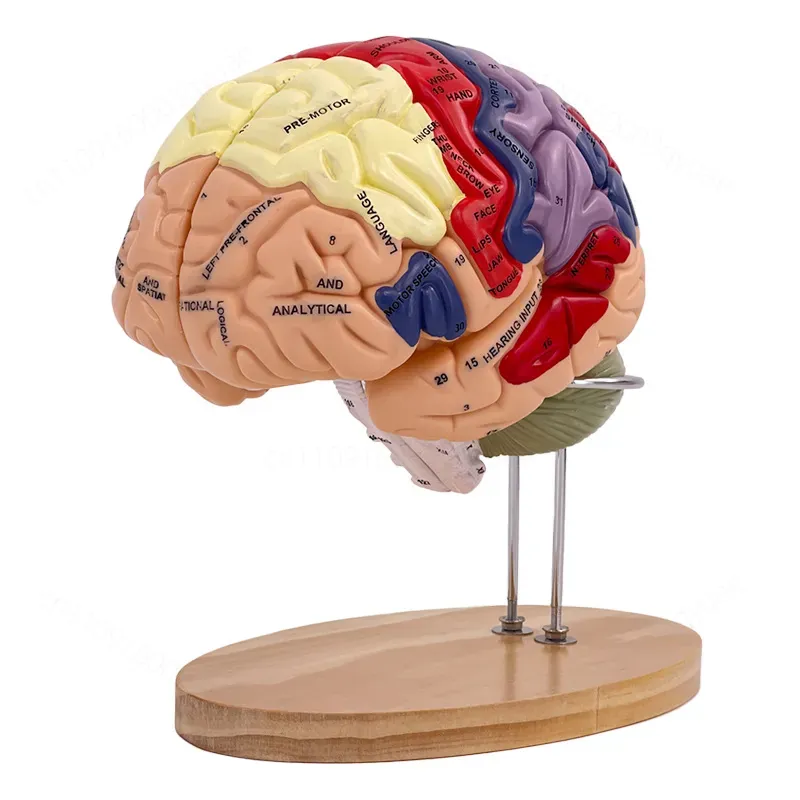 Medical Lab And Science - 2倍ズームデラックス脳モデル解剖学神経構造機能分画図（医学生、教師、科学教育、研究室用）