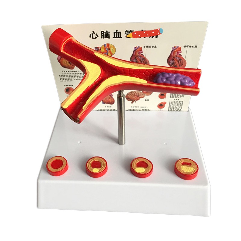 Medical Lab And Science - 50倍の人間の回転テルスナチュラルモデル実験用品