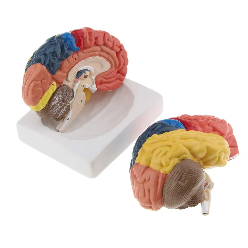 等身大解剖学的人間の脳モデル解剖学医療モデル1:1 hers - Medical Lab And Science のレビューと価格