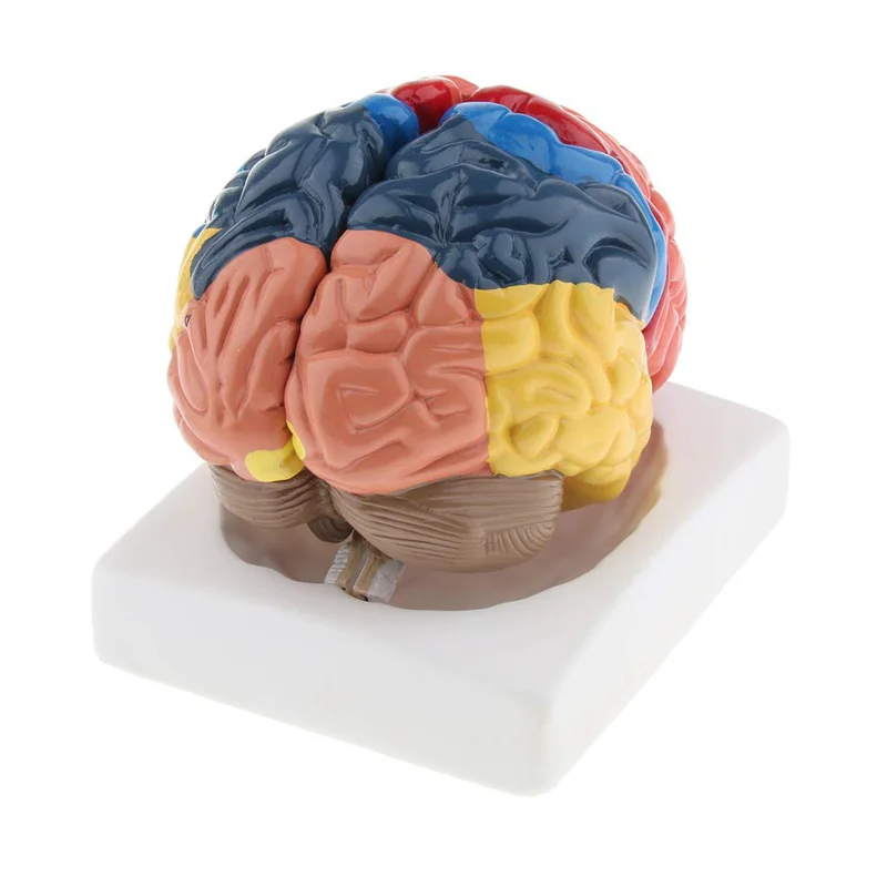 等身大解剖学的人間の脳モデル解剖学医療モデル1:1 hers - Medical Lab And Science のレビューと価格