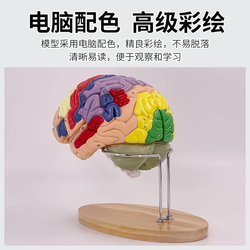 2倍ズームデラックス脳モデル解剖学神経構造機能分画図（医学生 - Medical Lab And Science のレビューと価格