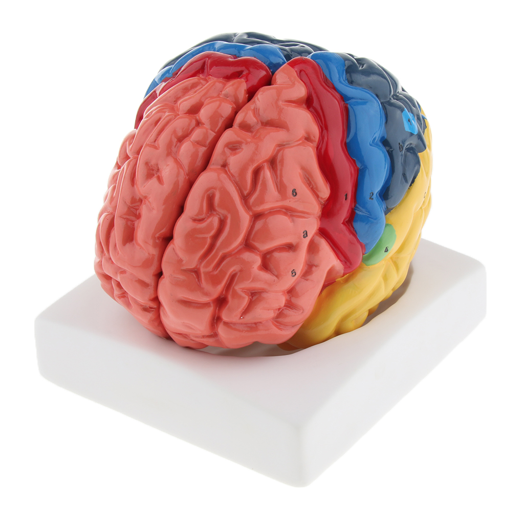 ライフスタイルの脳モデル、リアルな自動、環境にやさしいPVC - Medical Lab And Science のレビューと価格