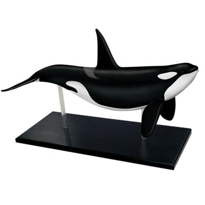 4D ビジョンオルカクジラの骨格解剖学医療モデルパズル組み立 - Medical Lab Assistant のレビューと価格