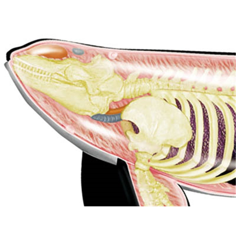 4D ビジョンオルカクジラの骨格解剖学医療モデルパズル組み立 - Medical Lab Assistant のレビューと価格